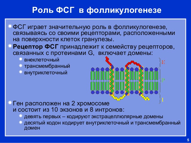 Повышен ФСГ в фолликулярной фазе. Что это значит, причины и лечение, что делать