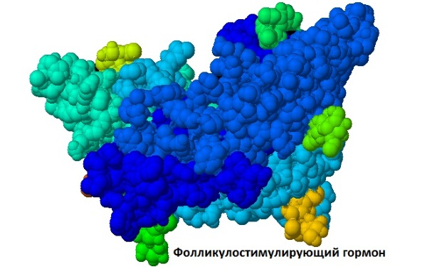 Повышен ФСГ в фолликулярной фазе. Что это значит, причины и лечение, что делать
