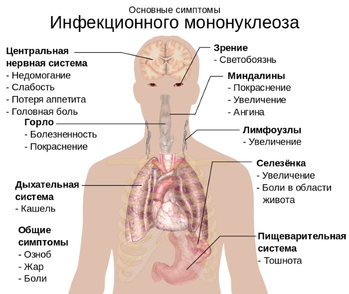 Уробилин в моче. Норма у женщин, мужчин по возрасту