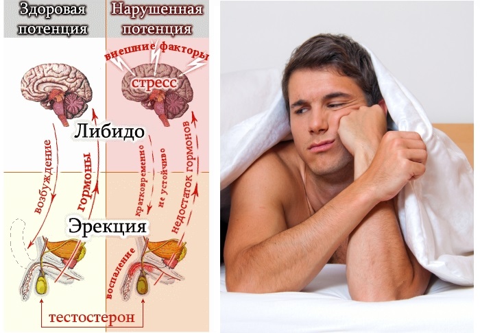 Эффекс Трибулус Эвалар. Отзывы, цена, инструкция по применению, противопоказания