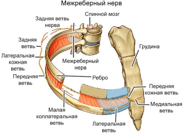 Боль в грудной клетке при кашле с левой, правой стороны, посередине. Что это, причины, лечение