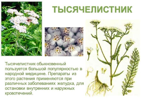 Проктонис капсулы. Инструкция по применению, цена, аналоги, отзывы