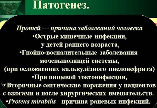 Proteus mirabilis (протей мирабилис). Что это в моче, мазке, кале, лечение