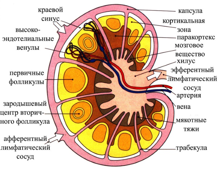 Лимфоузлы на теле человека. Схема расположения у женщин, мужчин, фото