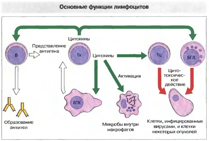 Лимфоузлы на теле человека. Схема расположения у женщин, мужчин, фото
