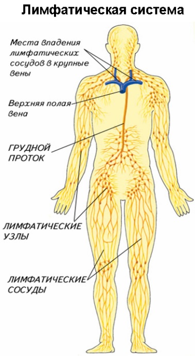 Лимфоузлы на теле человека. Схема расположения у женщин, мужчин, фото