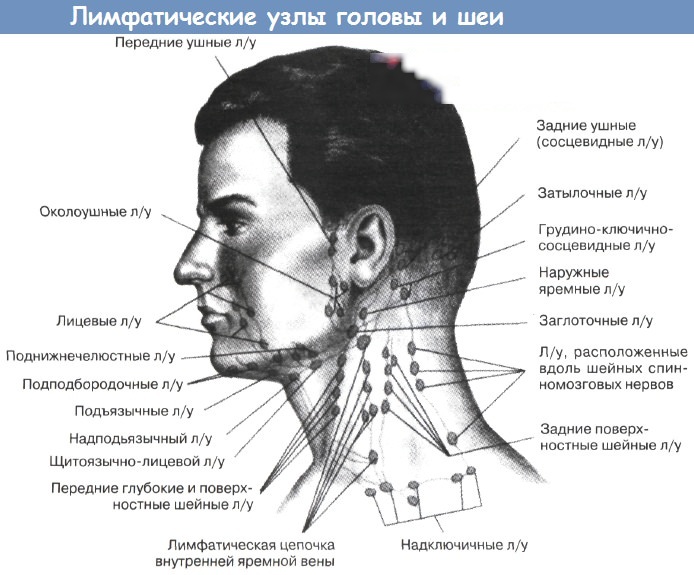Лимфоузлы на теле человека. Схема расположения у женщин, мужчин, фото
