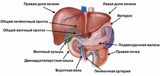 Расторопша для печени: как принимать порошок, масло, шрот, в таблетках, капсулах. Лечебные свойства, отзывы врачей, цена