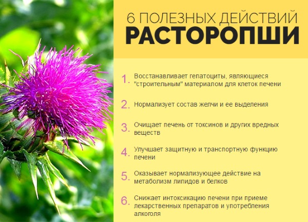 Расторопша для печени: как принимать порошок, масло, шрот, в таблетках, капсулах. Лечебные свойства, отзывы врачей, цена