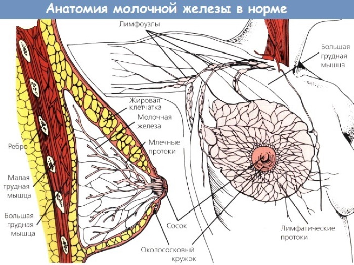 Разновидности женской груди, размеры, формы, анатомия, строение, функции, изменения