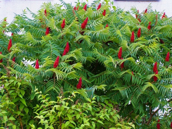 Рус токсикодендрон (Rhus toxicodendron) гомеопатия. Инструкция, показания к применению, отзывы