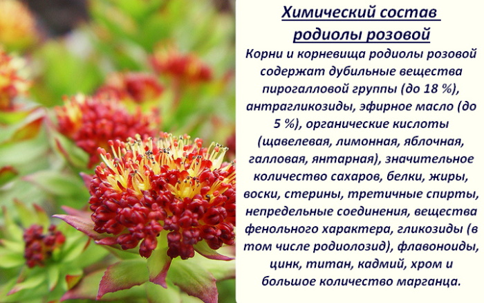 Настойка Родиолы розовой. Инструкция по применению мужчинам, отзывы