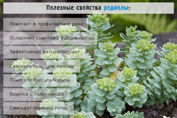 Настойка Родиолы розовой. Инструкция по применению мужчинам, отзывы