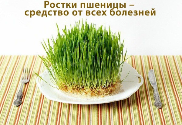 Ростки пшеницы. Польза и вред, как прорастить и принимать пророщенные, зеленые, в народной медицине