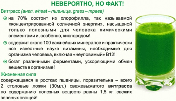 Ростки пшеницы. Польза и вред, как прорастить и принимать пророщенные, зеленые, в народной медицине