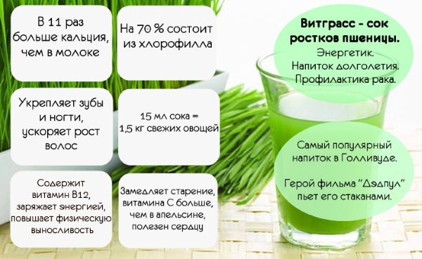 Ростки пшеницы. Польза и вред, как прорастить и принимать пророщенные, зеленые, в народной медицине