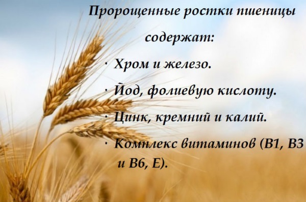 Ростки пшеницы. Польза и вред, как прорастить и принимать пророщенные, зеленые, в народной медицине