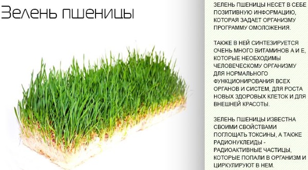 Ростки пшеницы. Польза и вред, как прорастить и принимать пророщенные, зеленые, в народной медицине