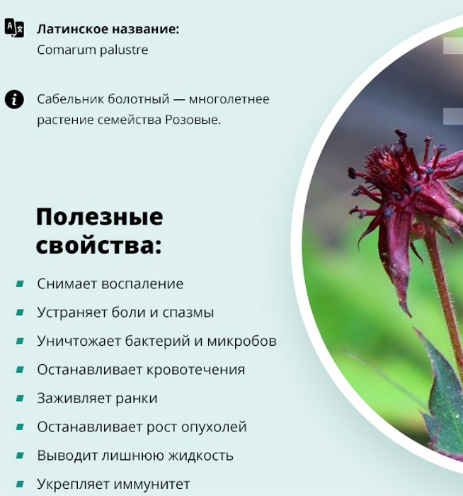 Сабельник болотный. Полезные свойства и противопоказания, фото, инструкция по применению, от чего помогает, сбор и заготовка, как приготовить и принимать настойку