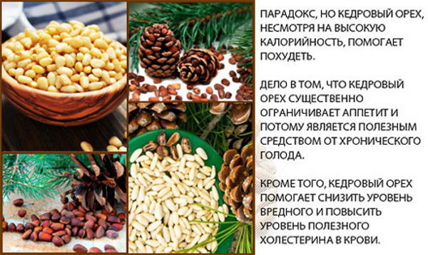 Скорлупа кедрового ореха. Лечебные свойства, применение