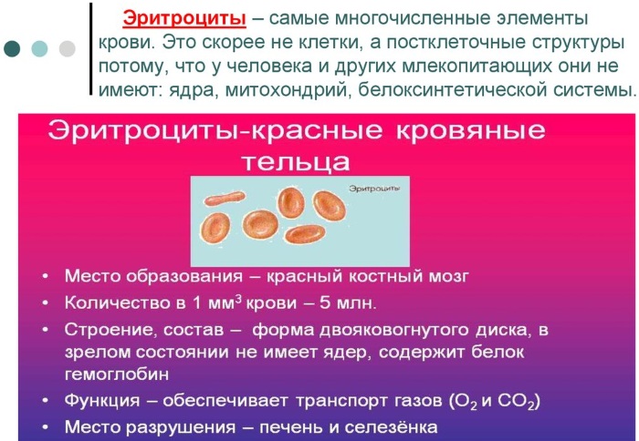 Состав крови человека, таблица. Анатомия, физиология