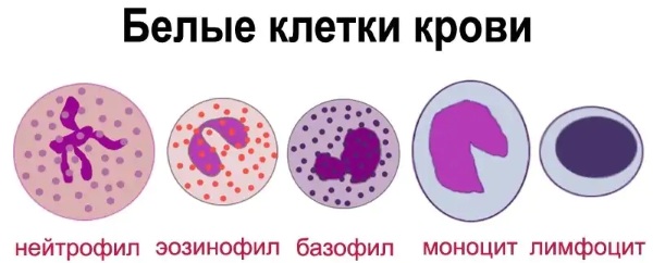 Состав крови человека, таблица. Анатомия, физиология
