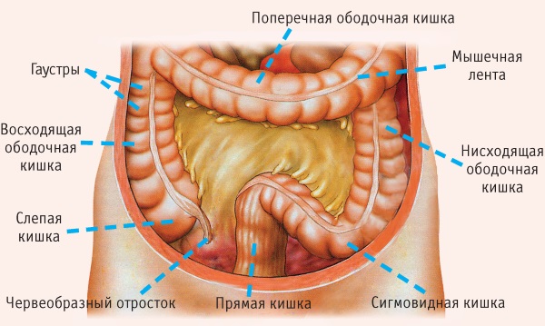 Спайки кишечника. Симптомы и лечение, народные средства, препараты, диета, упражнения