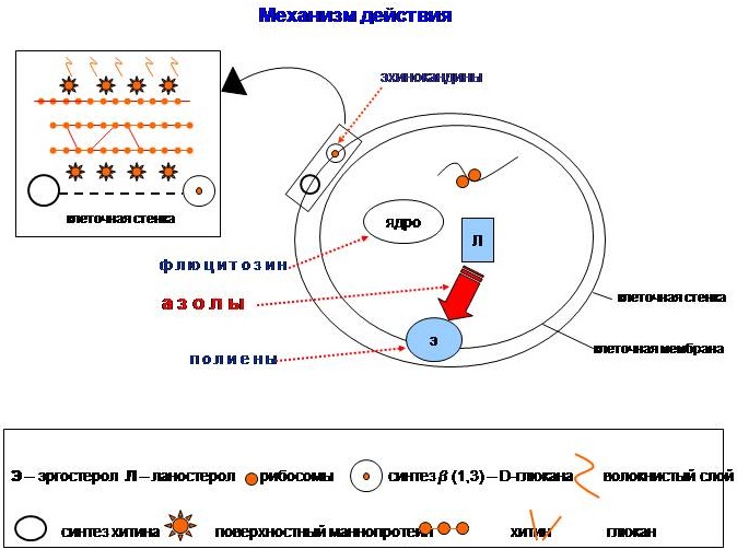 Низорал (Nizoral) шампунь. Инструкция по применению, цена, отзывы, аналоги