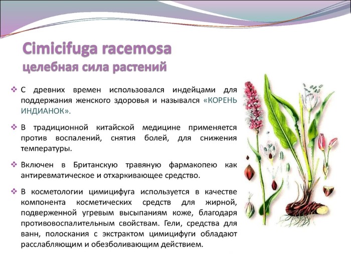 Цимицифуга для женщин. Инструкция, лечебные свойства растения, показания к гомеопатии, противопоказания. Препараты, цены