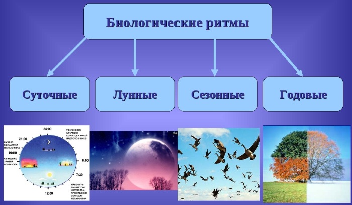 Циркадные ритмы у человека. Что это такое, схема по часам, примеры, регуляция