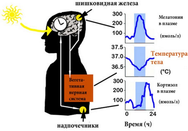 Циркадные ритмы у человека. Что это такое, схема по часам, примеры, регуляция