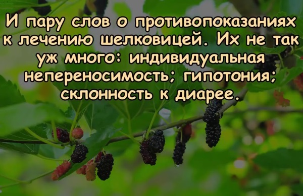 Тутовник. Полезные свойства и противопоказания. Как употреблять от кашля, давления, сахарного диабета, болей в желчном пузыре, подагры, панктеатита и других болезней