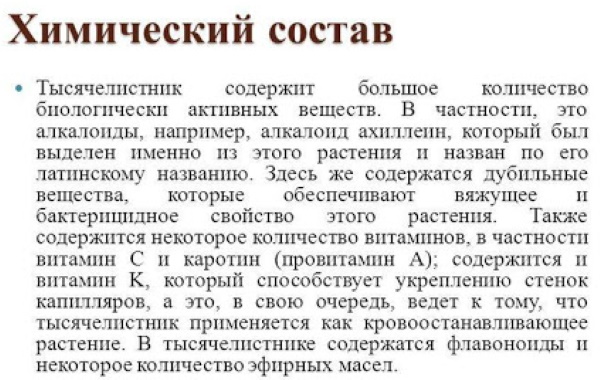 Тысячелистник. Лечебные свойства и применение в домашних условиях