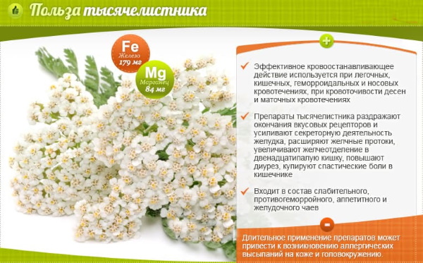 Тысячелистник. Лечебные свойства и применение в домашних условиях