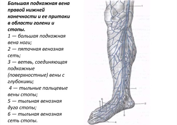 УЗДГ вен нижних конечностей. Что это, подготовка к процедуре, где сделать, цены в Москве