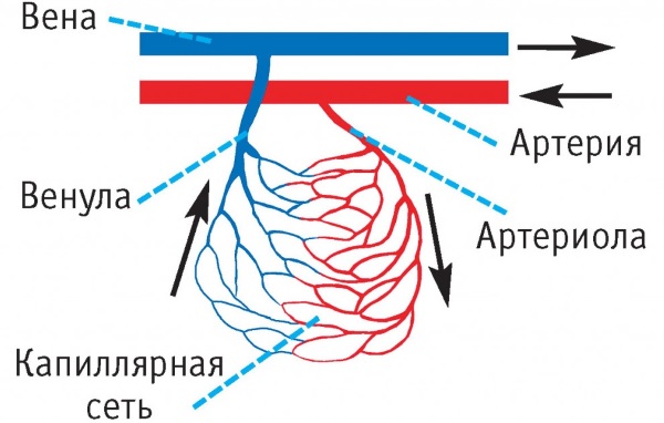 УЗДГ вен нижних конечностей. Что это, подготовка к процедуре, где сделать, цены в Москве