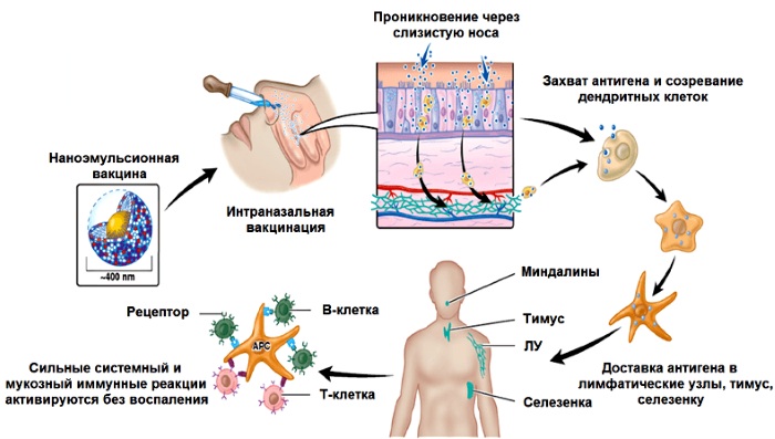 Варилрикс (Varilrix) вакцина от ветрянки. Схема вакцинации, инструкция по применению, цена