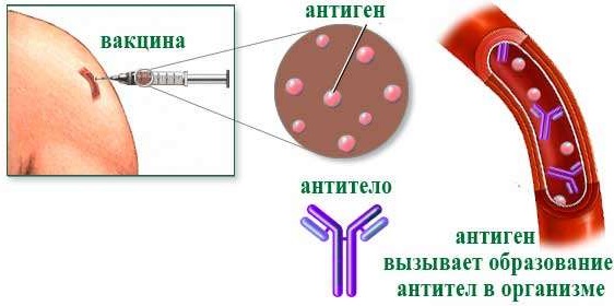 Варилрикс (Varilrix) вакцина от ветрянки. Схема вакцинации, инструкция по применению, цена