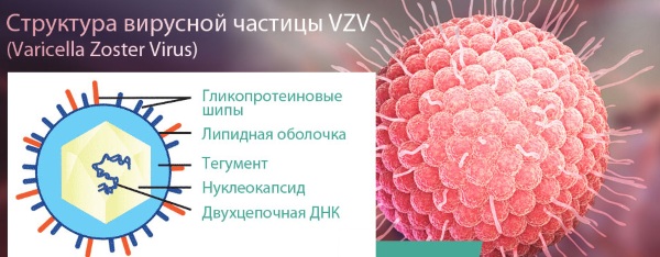 Варилрикс (Varilrix) вакцина от ветрянки. Схема вакцинации, инструкция по применению, цена