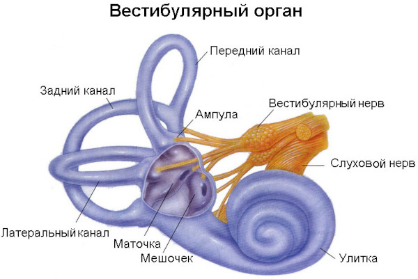 Вестибулопатия. Что это такое, симптомы, лечение: периферическая