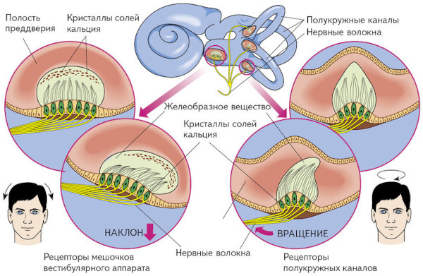 Вестибулопатия. Что это такое, симптомы, лечение: периферическая