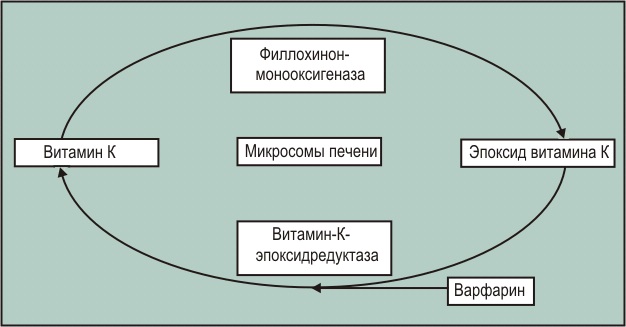 Витамин К2. Где содержится, в каких продуктах, препараты, для чего нужен организму