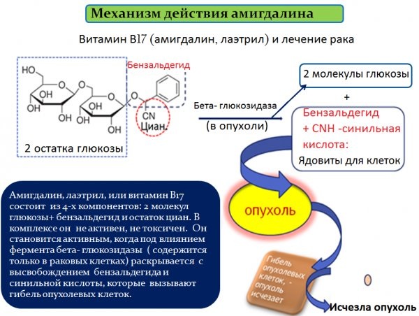 Витамин В17. Где содержится, в каких продуктах, что это, для чего нужен организму