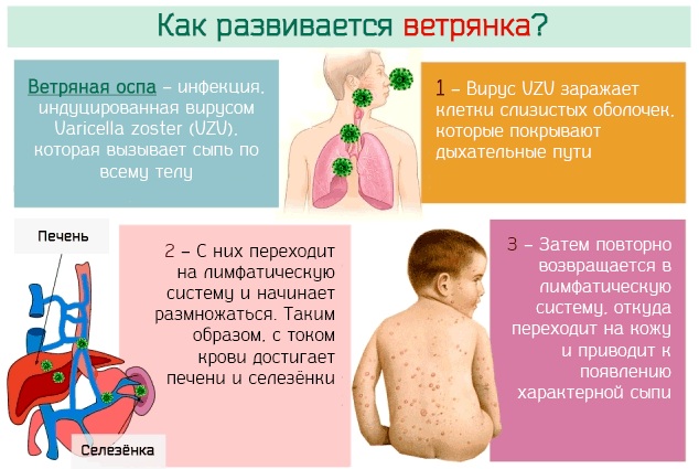 Живая аттенуированная вакцина. Что это такое, что значит, содержит против краснухи, кори, паротита, оспы, гепатита
