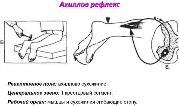 Ахиллов рефлекс рефлекторная дуга. Схема, физиология