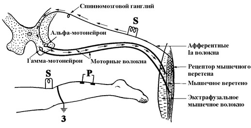 Ахиллов рефлекс рефлекторная дуга. Схема, физиология