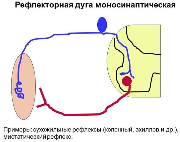Ахиллов рефлекс рефлекторная дуга. Схема, физиология