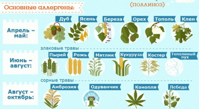 Аллергия на березу, пыльцу березы. Перекрестные продукты, препараты