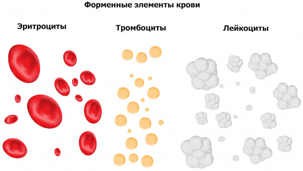 Анализы для ЭКО по ОМС 2023. Список, сроки