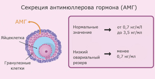Анализы для ЭКО по ОМС 2023. Список, сроки